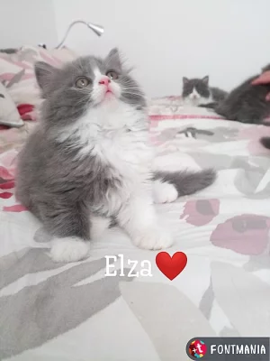 Britská koťátka